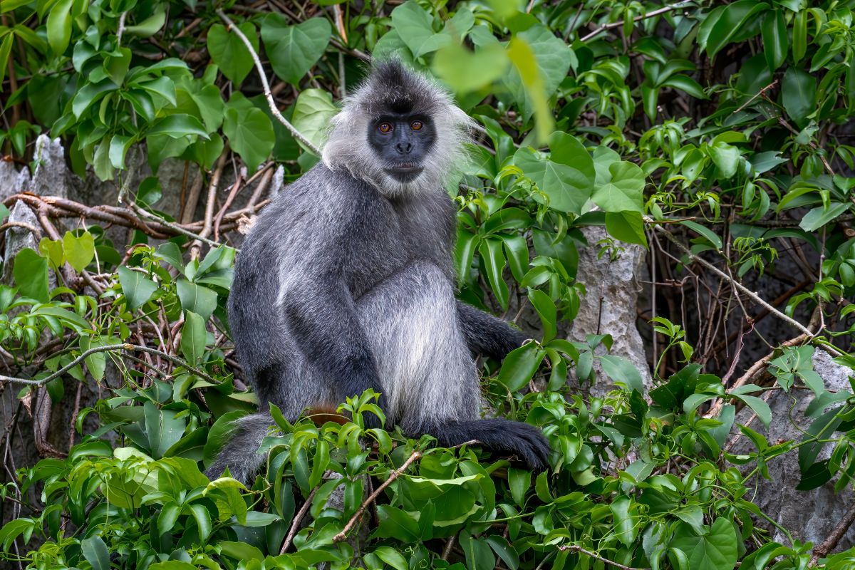 Phu Quoc Silver Langur